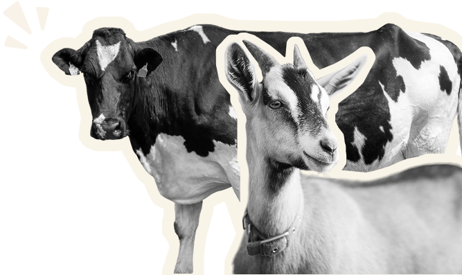 vache-chevre